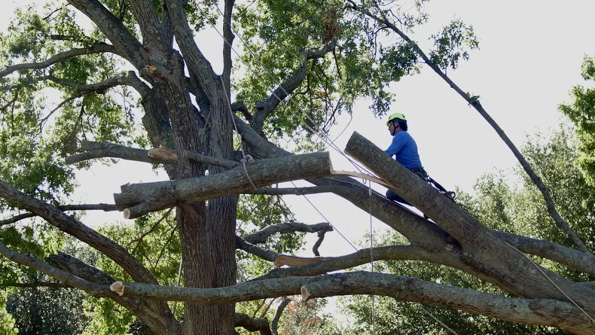 Professional Hazardous Tree Removal performed by certified arborists in Round Hill